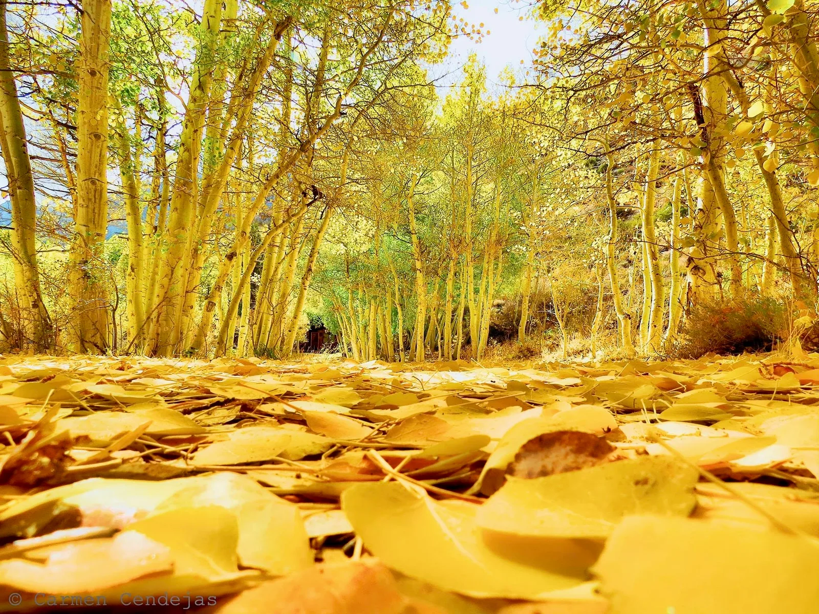 Fall foliage.jpeg